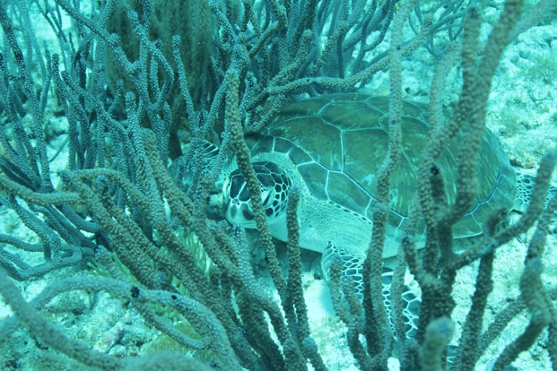 Curacao 04-12 584.JPG